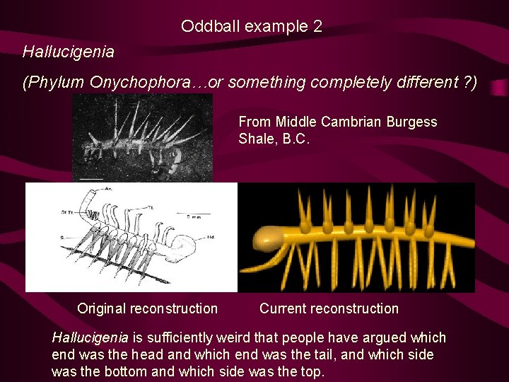 Oddball example 2 Hallucigenia (Phylum Onychophora…or something completely different ? ) From Middle Cambrian