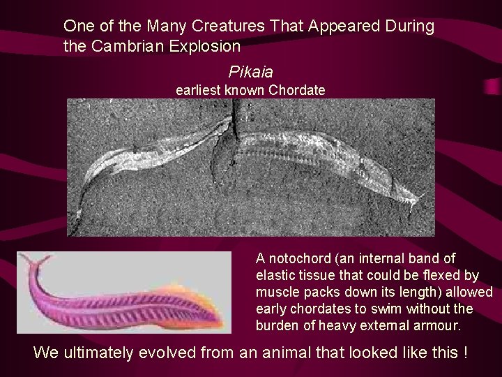 One of the Many Creatures That Appeared During the Cambrian Explosion Pikaia earliest known