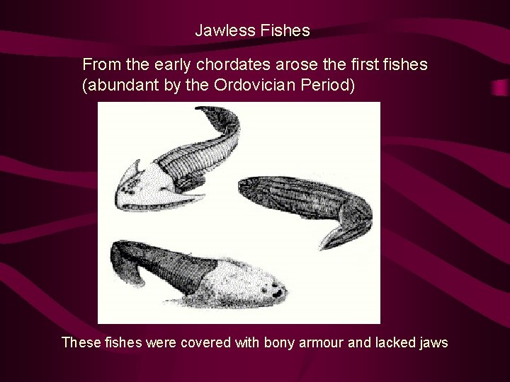 Jawless Fishes From the early chordates arose the first fishes (abundant by the Ordovician