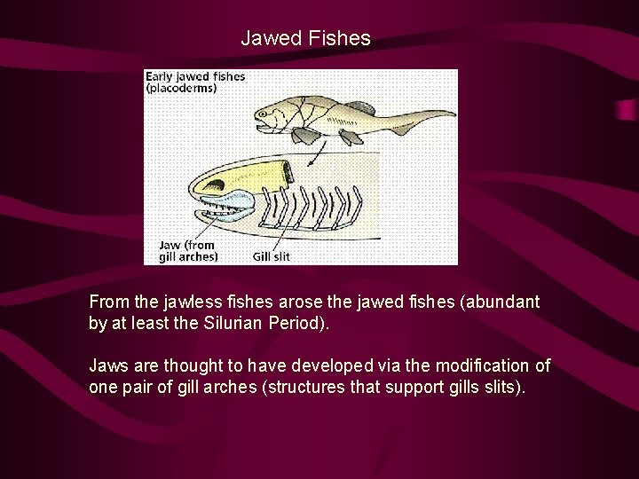 Jawed Fishes From the jawless fishes arose the jawed fishes (abundant by at least