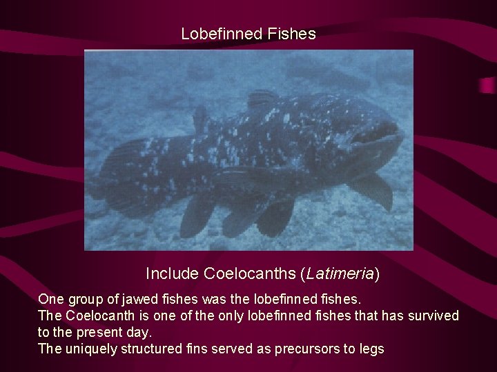 Lobefinned Fishes Include Coelocanths (Latimeria) One group of jawed fishes was the lobefinned fishes.