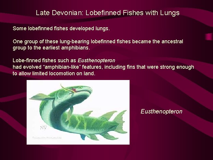 Late Devonian: Lobefinned Fishes with Lungs Some lobefinned fishes developed lungs. One group of
