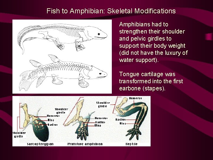 Fish to Amphibian: Skeletal Modifications Amphibians had to strengthen their shoulder and pelvic girdles