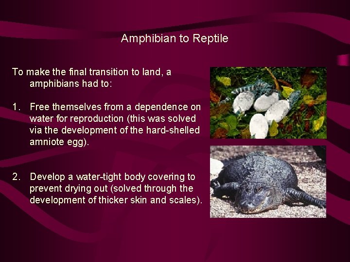 Amphibian to Reptile To make the final transition to land, a amphibians had to: