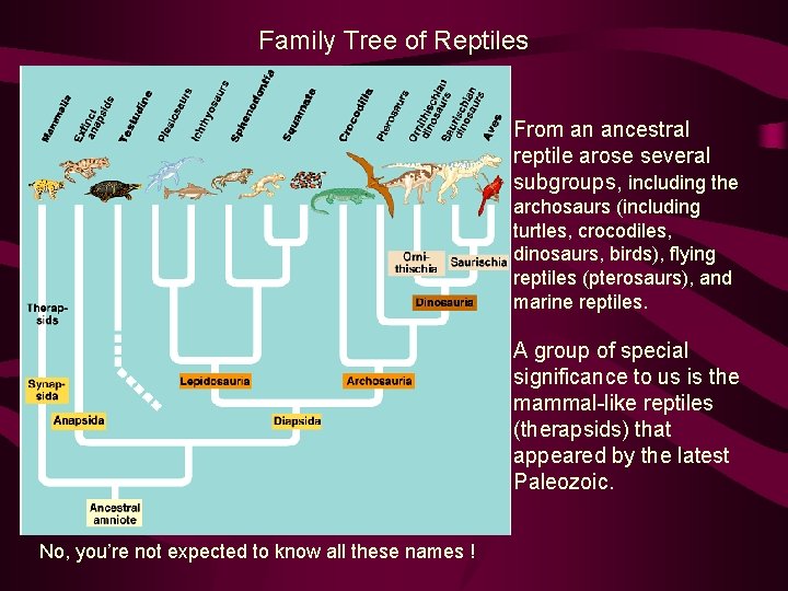 Family Tree of Reptiles From an ancestral reptile arose several subgroups, including the archosaurs