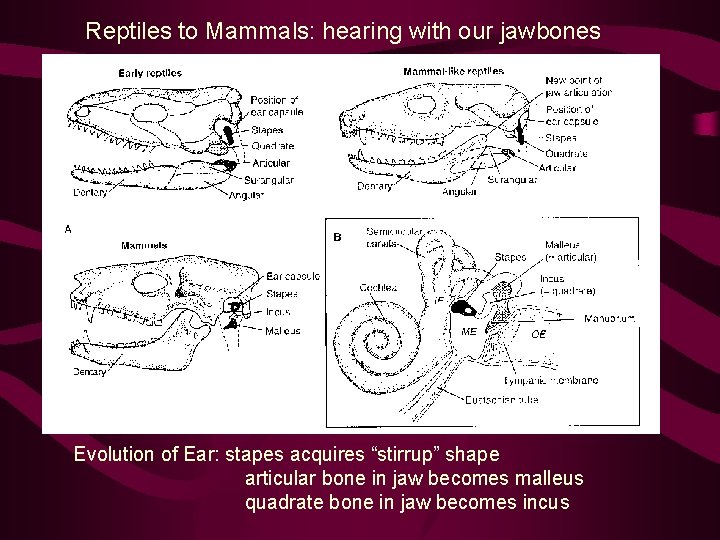 Reptiles to Mammals: hearing with our jawbones Evolution of Ear: stapes acquires “stirrup” shape