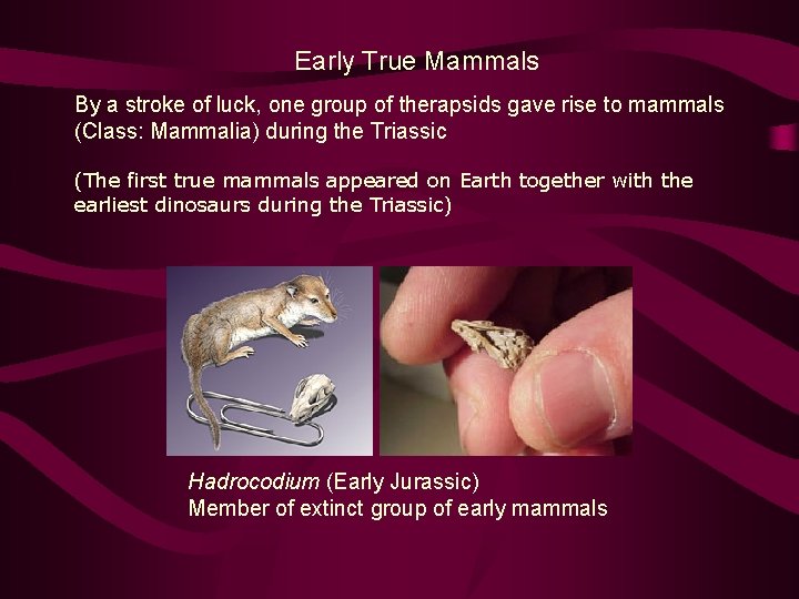 Early True Mammals By a stroke of luck, one group of therapsids gave rise