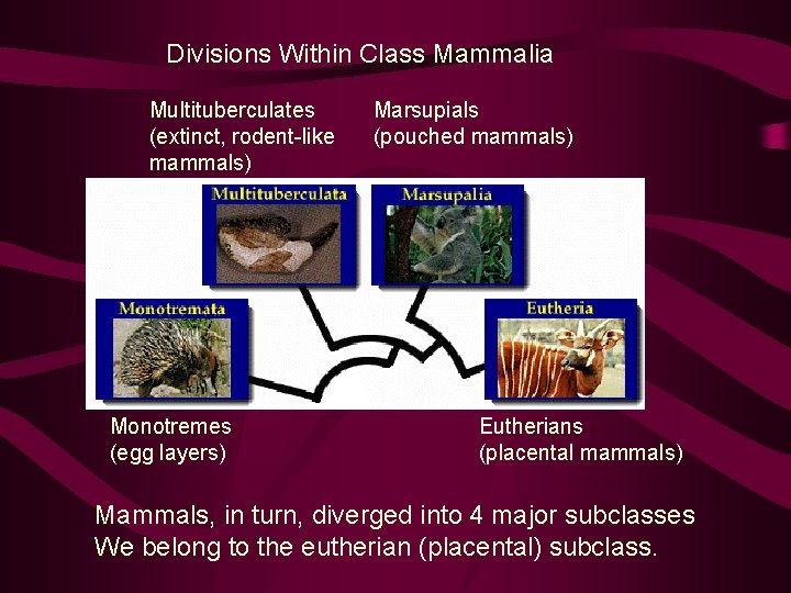 Divisions Within Class Mammalia Multituberculates (extinct, rodent-like mammals) Monotremes (egg layers) Marsupials (pouched mammals)