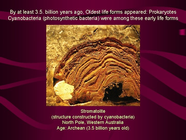 By at least 3. 5. billion years ago, Oldest life forms appeared: Prokaryotes Cyanobacteria
