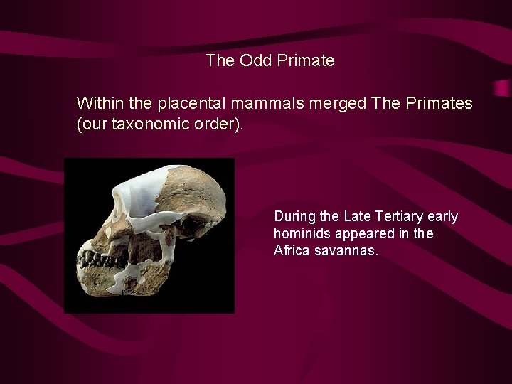 The Odd Primate Within the placental mammals merged The Primates (our taxonomic order). During