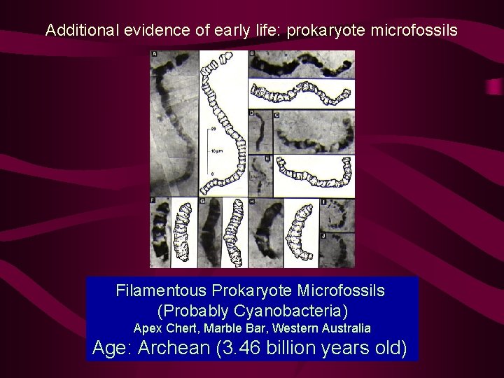 Additional evidence of early life: prokaryote microfossils Filamentous Prokaryote Microfossils (Probably Cyanobacteria) Apex Chert,