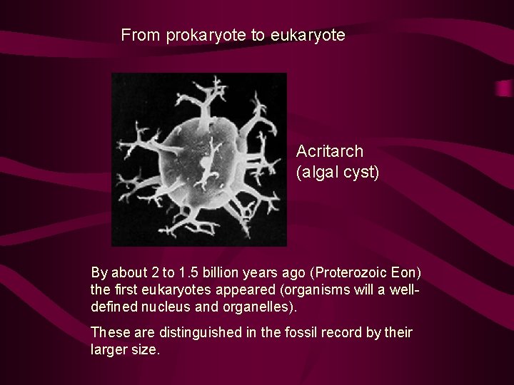 From prokaryote to eukaryote Acritarch (algal cyst) By about 2 to 1. 5 billion