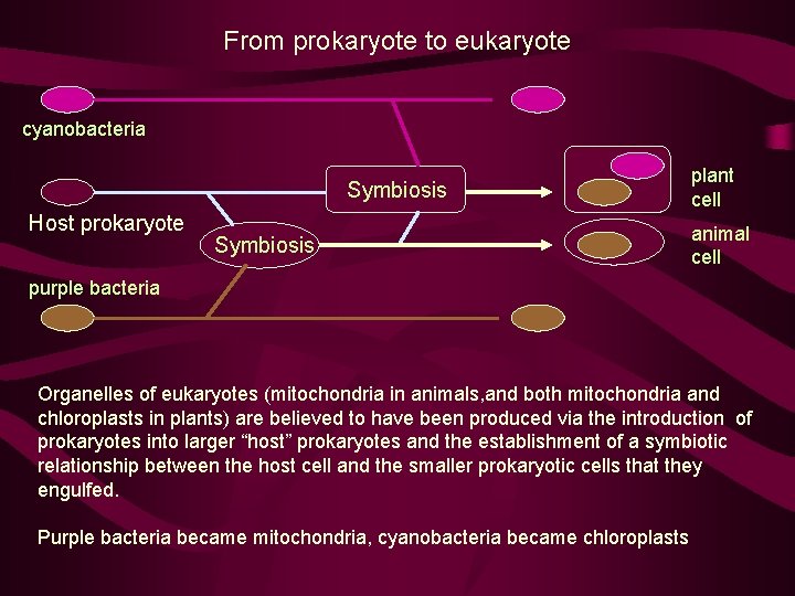 From prokaryote to eukaryote cyanobacteria Symbiosis Host prokaryote Symbiosis plant cell animal cell purple