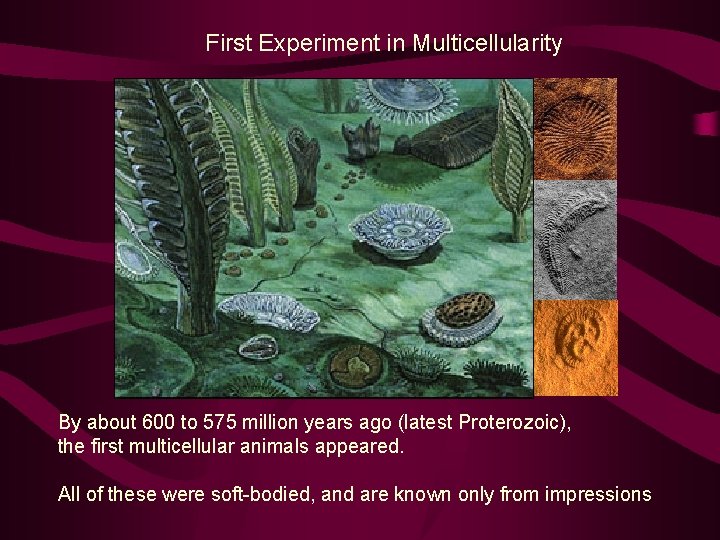 First Experiment in Multicellularity By about 600 to 575 million years ago (latest Proterozoic),