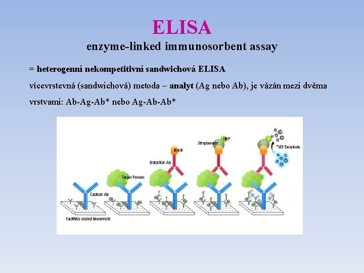ELISA enzyme-linked immunosorbent assay = heterogenní nekompetitivní sandwichová ELISA vícevrstevná (sandwichová) metoda – analyt ELISA enzyme-linked immunosorbent assay = heterogenní nekompetitivní sandwichová ELISA vícevrstevná (sandwichová) metoda – analyt