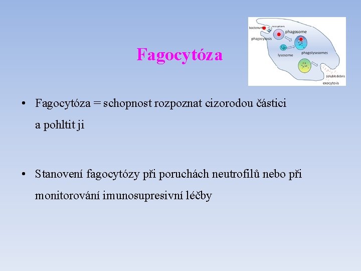 Fagocytóza • Fagocytóza = schopnost rozpoznat cizorodou částici a pohltit ji • Stanovení fagocytózy Fagocytóza • Fagocytóza = schopnost rozpoznat cizorodou částici a pohltit ji • Stanovení fagocytózy