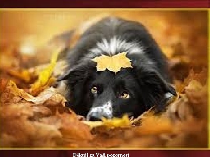 Děkuji za Vaši pozornost Děkuji za Vaši pozornost