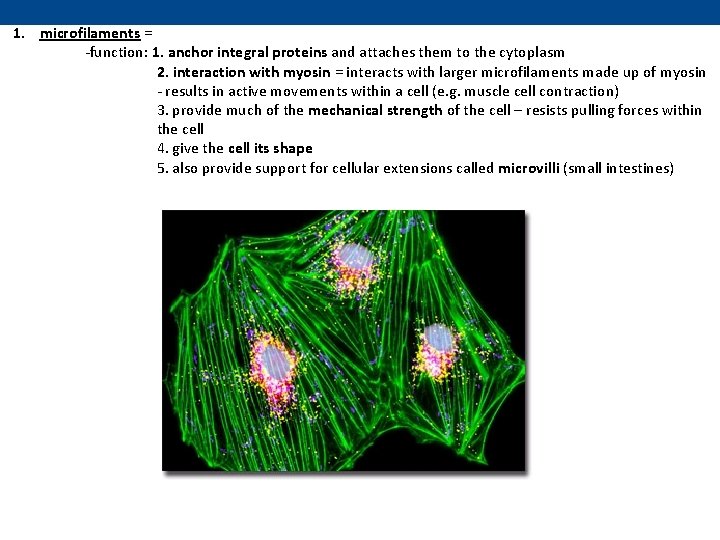 1. microfilaments = -function: 1. anchor integral proteins and attaches them to the cytoplasm