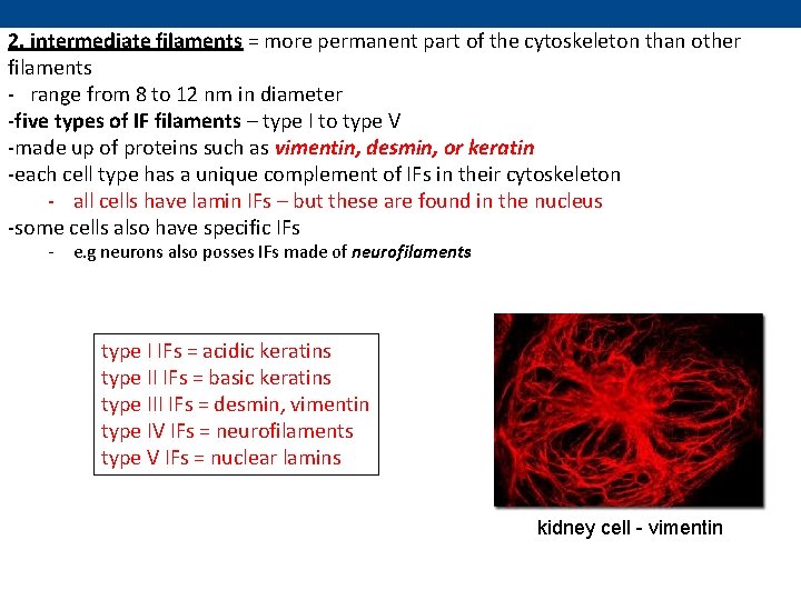 2. intermediate filaments = more permanent part of the cytoskeleton than other filaments -