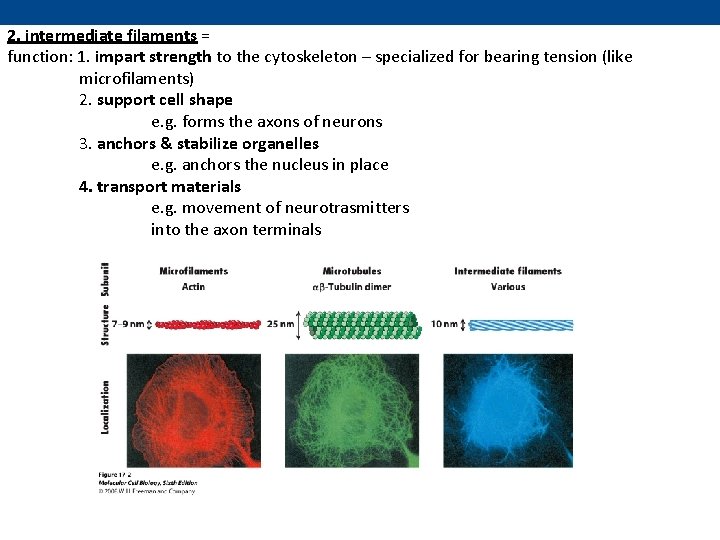 2. intermediate filaments = function: 1. impart strength to the cytoskeleton – specialized for