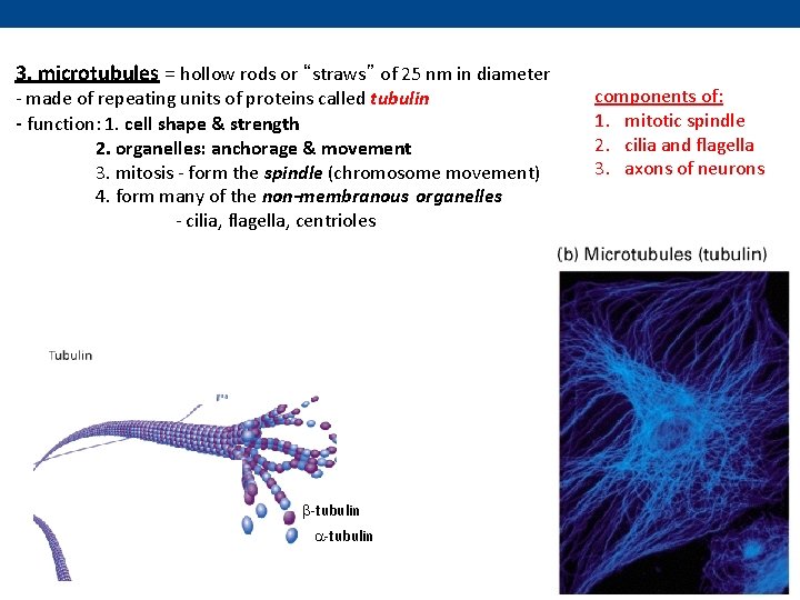 3. microtubules = hollow rods or “straws” of 25 nm in diameter - made