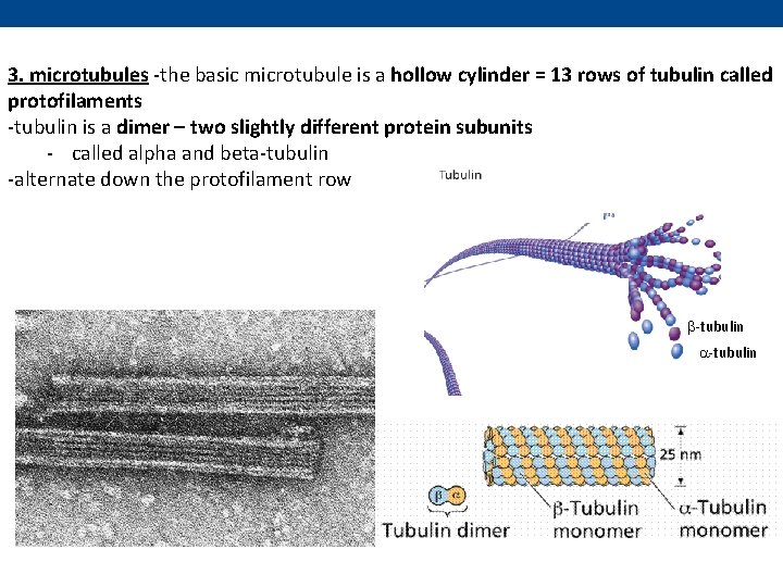 3. microtubules -the basic microtubule is a hollow cylinder = 13 rows of tubulin