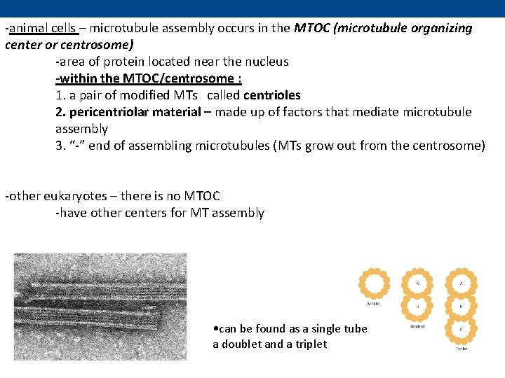 -animal cells – microtubule assembly occurs in the MTOC (microtubule organizing center or centrosome)