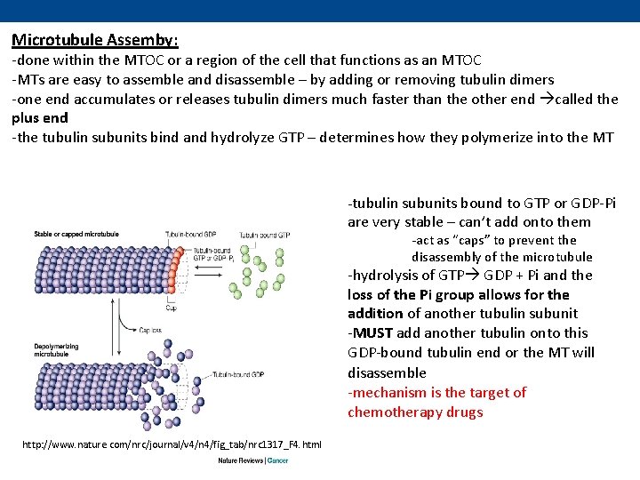 Microtubule Assemby: -done within the MTOC or a region of the cell that functions