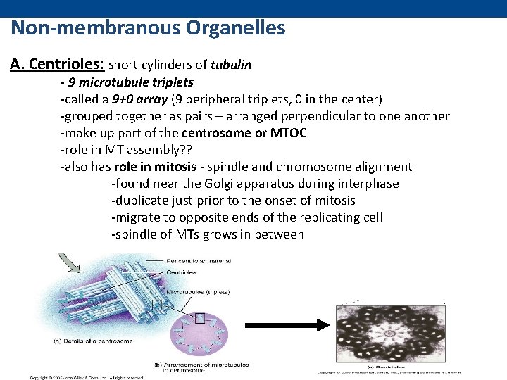 Non-membranous Organelles A. Centrioles: short cylinders of tubulin - 9 microtubule triplets -called a