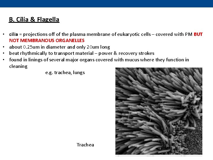 B. Cilia & Flagella • cilia = projections off of the plasma membrane of