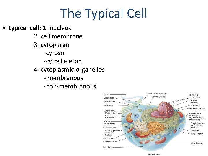 The Typical Cell • typical cell: 1. nucleus 2. cell membrane 3. cytoplasm -cytosol