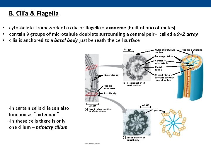 B. Cilia & Flagella • cytoskeletal framework of a cilia or flagella = axoneme