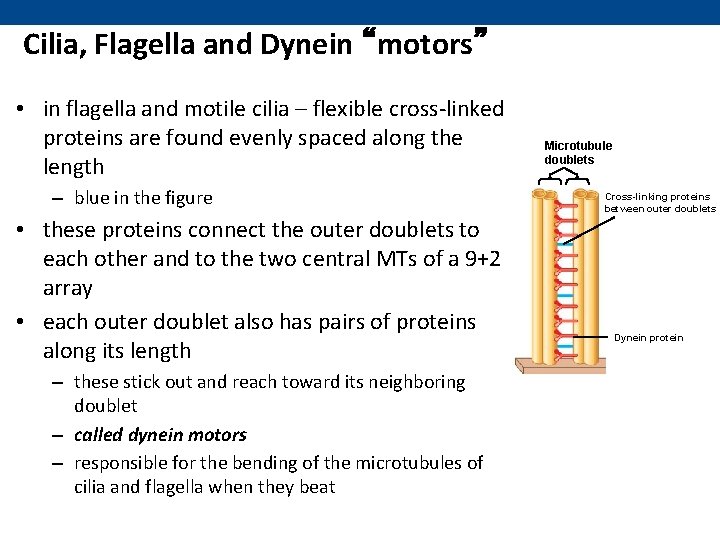 Cilia, Flagella and Dynein “motors” • in flagella and motile cilia – flexible cross-linked