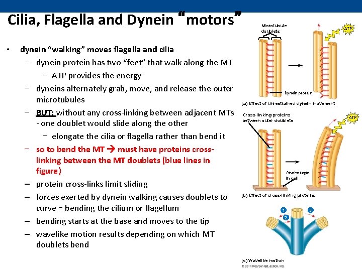 Cilia, Flagella and Dynein “motors” • dynein “walking” moves flagella and cilia − dynein