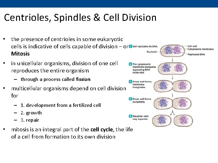 Centrioles, Spindles & Cell Division • the presence of centrioles in some eukaryotic cells