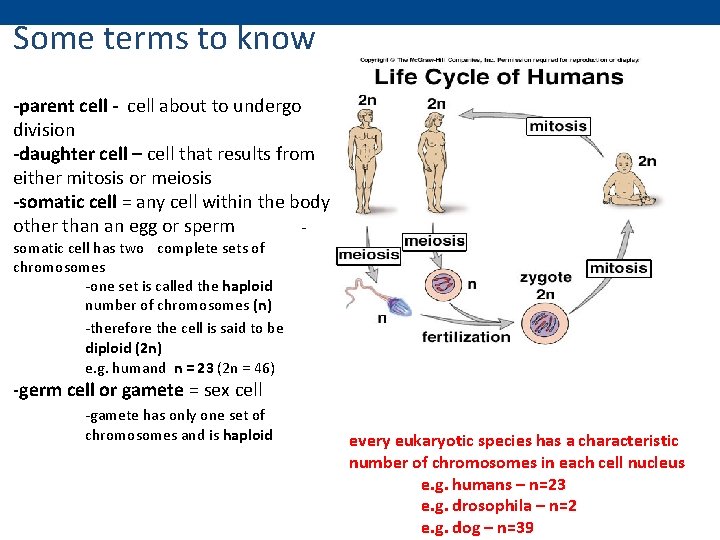 Some terms to know -parent cell - cell about to undergo division -daughter cell