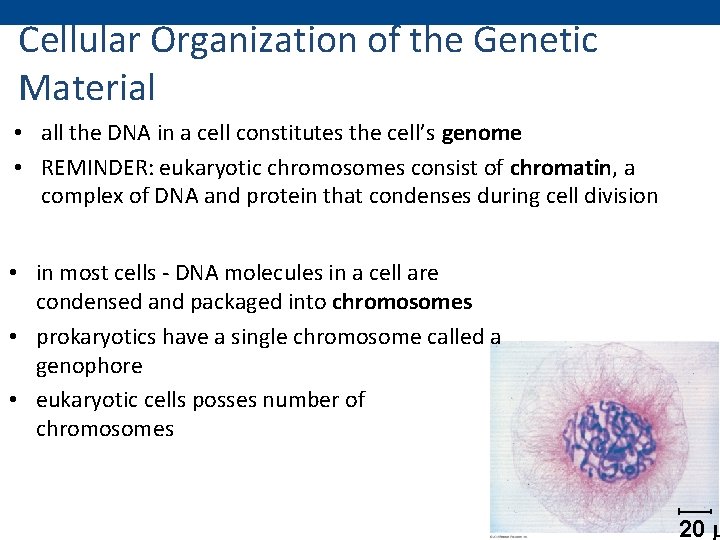 Cellular Organization of the Genetic Material • all the DNA in a cell constitutes