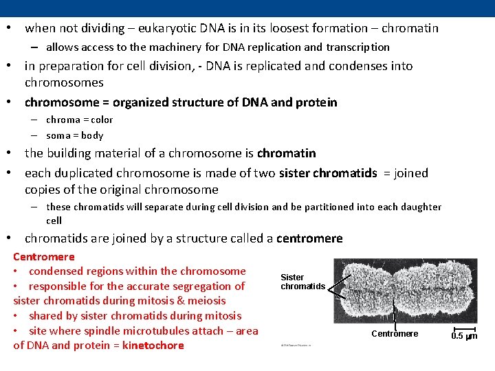  • when not dividing – eukaryotic DNA is in its loosest formation –