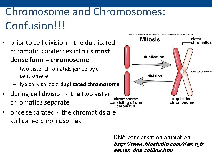 Chromosome and Chromosomes: Confusion!!! • prior to cell division – the duplicated chromatin condenses
