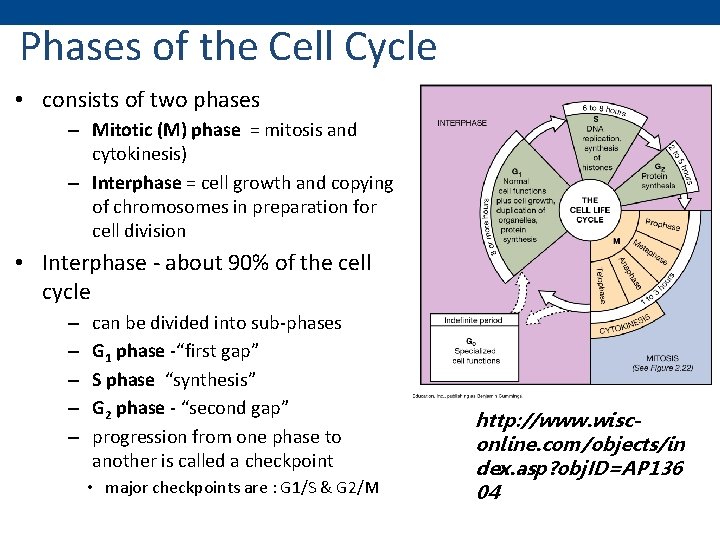 Phases of the Cell Cycle • consists of two phases – Mitotic (M) phase