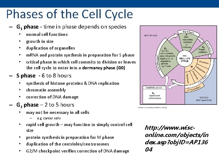 Phases of the Cell Cycle – G 1 phase - time in phase depends