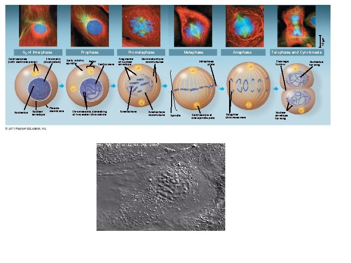 10 m G 2 of Interphase Centrosomes (with centriole pairs) Nucleolus Chromatin (duplicated) Nuclear