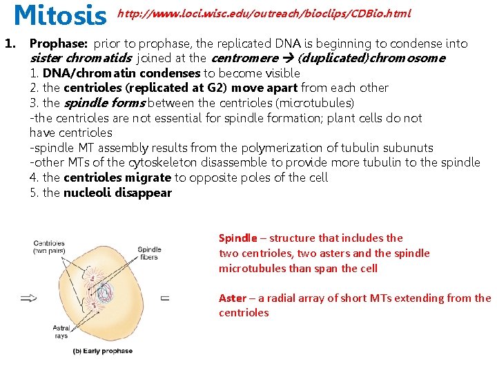 Mitosis 1. http: //www. loci. wisc. edu/outreach/bioclips/CDBio. html Prophase: prior to prophase, the replicated