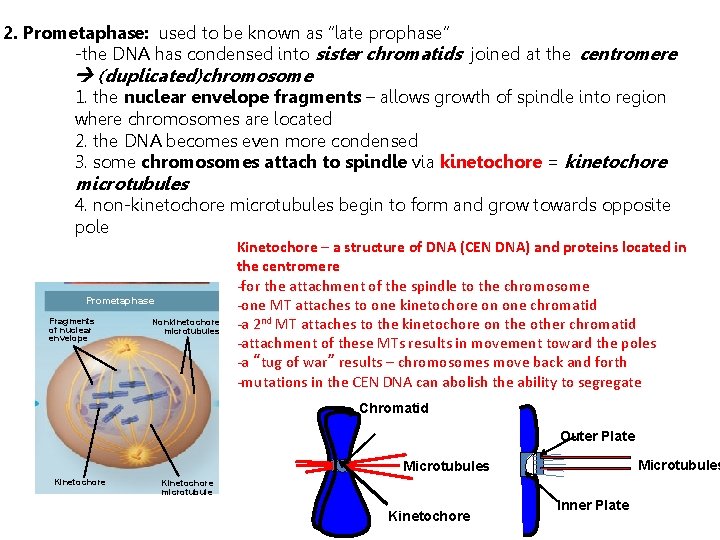 2. Prometaphase: used to be known as “late prophase” -the DNA has condensed into