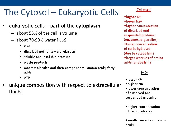 The Cytosol – Eukaryotic Cells • eukaryotic cells – part of the cytoplasm –