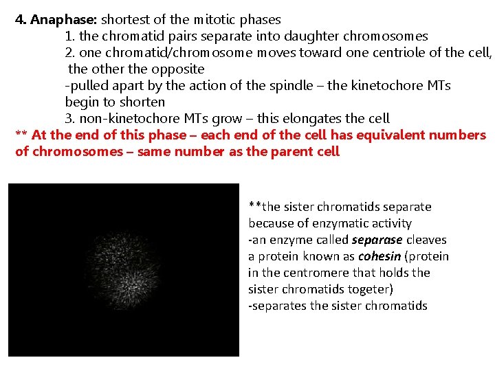 4. Anaphase: shortest of the mitotic phases 1. the chromatid pairs separate into daughter