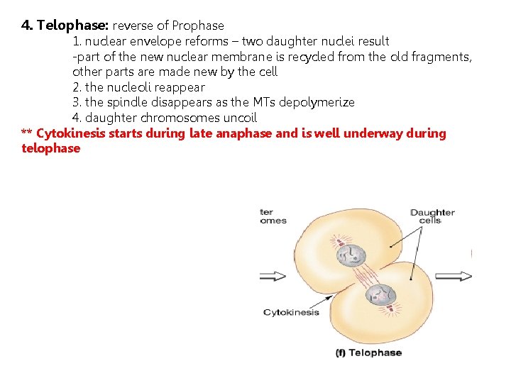 4. Telophase: reverse of Prophase 1. nuclear envelope reforms – two daughter nuclei result