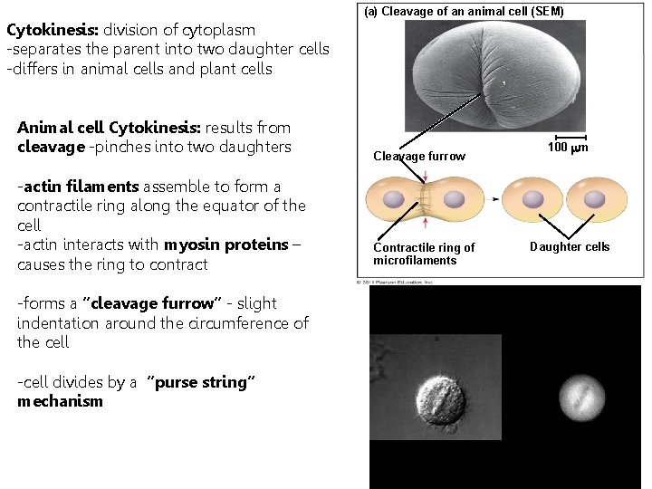 (a) Cleavage of an animal cell (SEM) Cytokinesis: division of cytoplasm -separates the parent