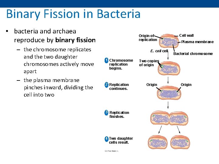 Binary Fission in Bacteria • bacteria and archaea reproduce by binary fission – the