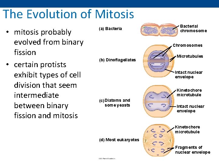 The Evolution of Mitosis • mitosis probably evolved from binary fission • certain protists